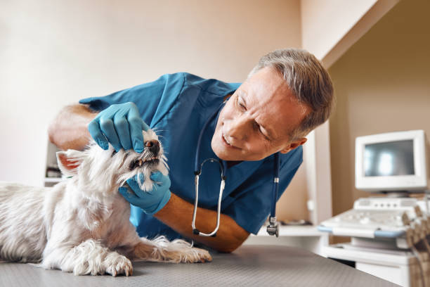 Best Emergency Dental Care for Broken or Chipped Teeth in Stilwell, OK